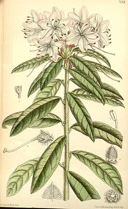 Rododendron scabrifolium.jpg