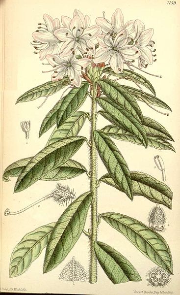 File:Rhododendron scabrifolium.jpg