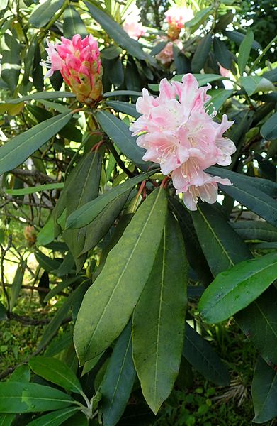 File:Rhododendron ungerni kz3.jpg