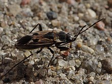 Rhyparochromus vulgaris (Lygaeidae) - Gemeine Bodenwanze (9668740195).jpg