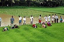 Paddy cultivation in Dakshina Kannada