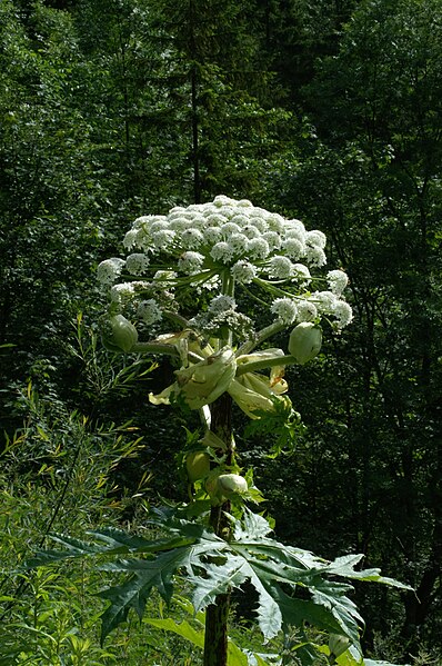 File:Riesen Bärenklau, Heracleum mantegazzianum 2.jpg