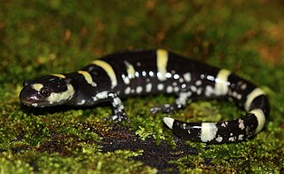 <span class="mw-page-title-main">Ringed salamander</span> Species of amphibian