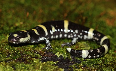 Ringed salamander