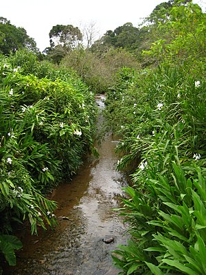 Rio Belém