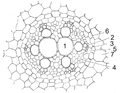 root of Allium cepa. 4 = phloem