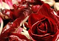 La Rosa di Gorizia è una varietà locale di radicchio tipica della zona di Gorizia
