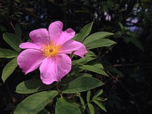 Rosa palustris Rosa palustris (14419255575).jpg