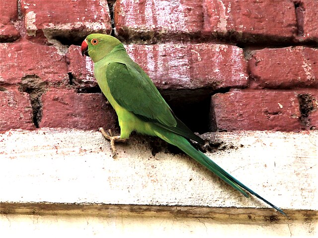 Rose-ringed Parakeet (GTM Research Reserve Bird Guide) · iNaturalist