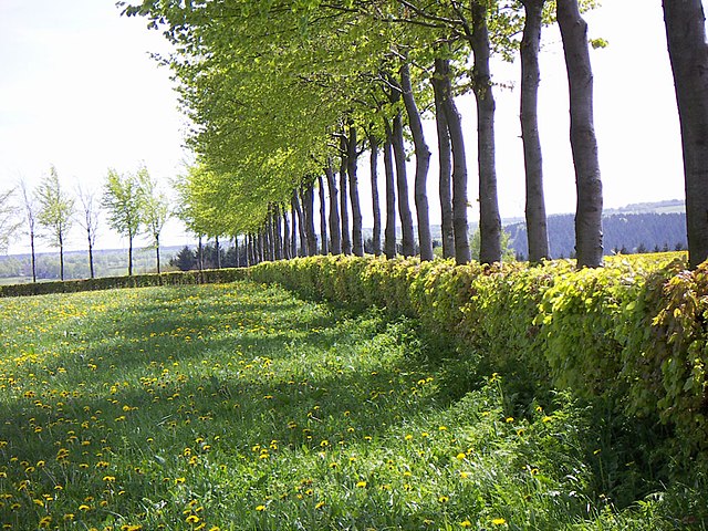 A typical clipped European beech hedge in the Eifel, Germany.