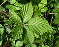 Rubus plicatus