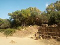 Ruines Romaines Tipaza.