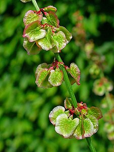 Rumex acetosa Fruits