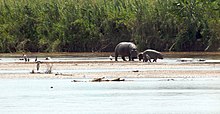 Hippopotamus at Rusizi. Rusizi NP hippopotamus.jpg