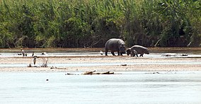 Hippopotame du PN de Rusizi.jpg