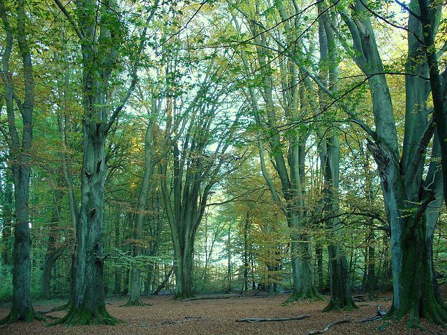 Mächtige Buchen bilden die große „Eingangshalle“ zum Urwald Sababurg