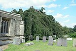 Thumbnail for File:Saint Nicholas, Walcot, Fagus sylvatica pendula - geograph.org.uk - 4544551.jpg