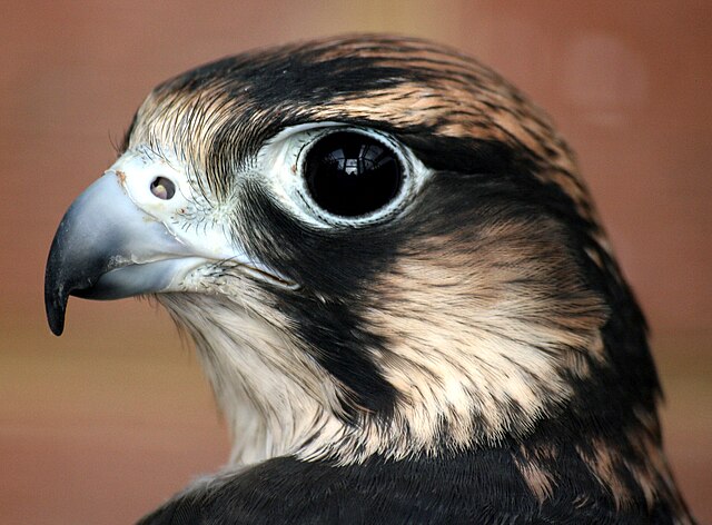 File:Saker_Falcon_profile_shot.jpg