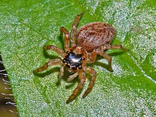 Salticidae - Saitis Barbipes (vrouwelijk) .JPG