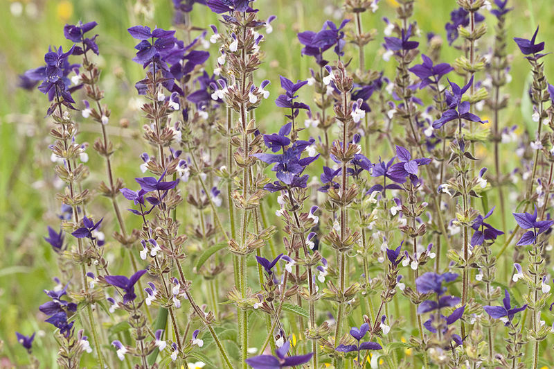 File:Salvia viridis - Zarif Şalba 03.jpg