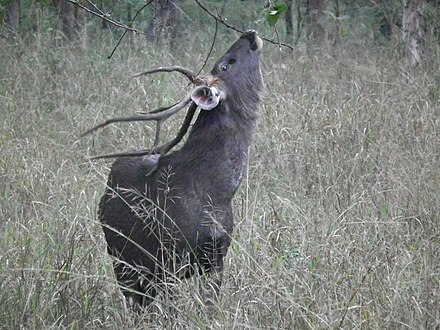 A sambar stag browsing