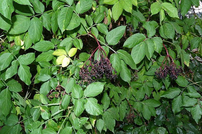 File:Sambucus nigra (7980627927).jpg