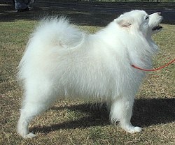 Samoyed 600. jpg