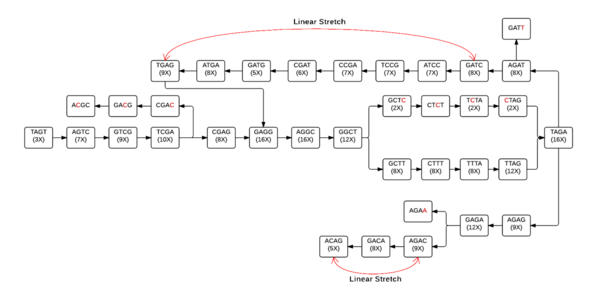 figure 2
The de Bruijn graph with linear stretches identified Sample DNA flow chart.png