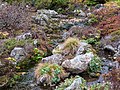 * Nomination Alpine Garden at the Botanical Garden of Hokkaido University in Sapporo --Ermell 08:56, 20 January 2022 (UTC) * Promotion  Support Good quality. --Nino Verde 13:28, 20 January 2022 (UTC)