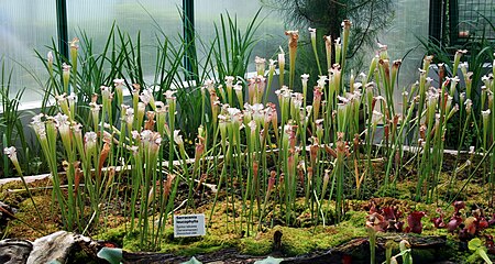 Sarracenia leucophylla Liberec 1.jpg