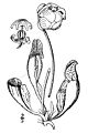 Sarracenia purpurea - anatomical sketch.jpg