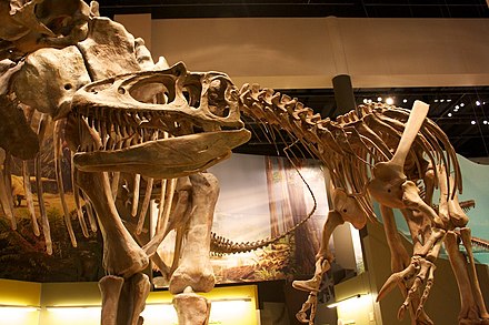 Заурофаганакс. Торвозавр скелет. Заурофаганакс скелет. Музей естествознания Берлин Аллозавр. Заурофаганакс и Аллозавр.