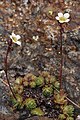 Saxifraga cespitosa