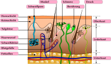 220px-Schemazeichnung_haut.svg.png