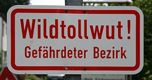 Tollwut: Erreger, Übertragung, Krankheitsverlauf und Symptome