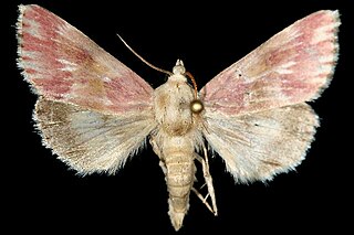 <i>Schinia sanguinea</i> Species of moth