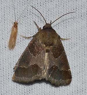 Schinia thoreaui - Thoreau's Flower Moth (14887323151).jpg