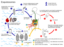 Cykl życia schistosoma CAT.svg