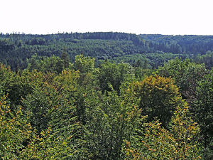 Vista do Falkenkopf sobre o Golderbachtal até o jardim de pedras