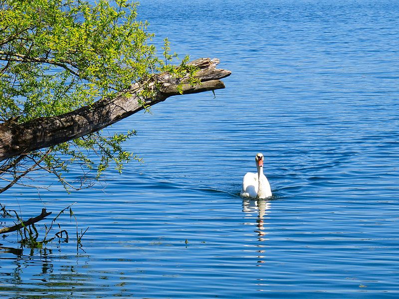 File:Schwan auf dem Greifensee.jpg