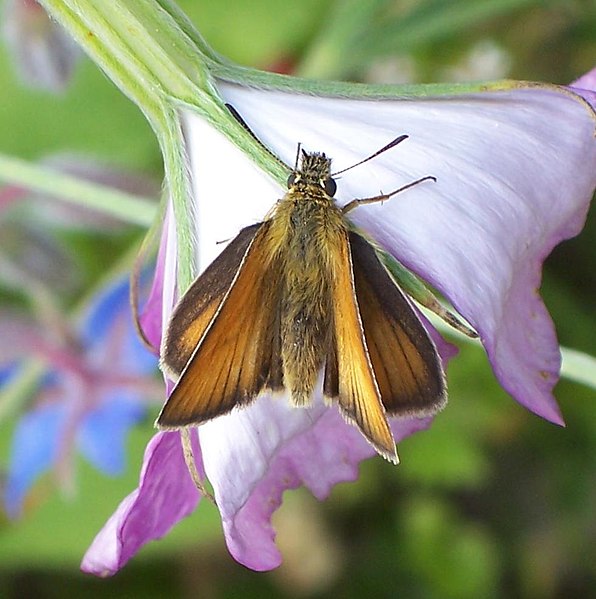 File:Schwarzkolbiger Braun-Dickkopffalter Thymelicus lineola.JPG