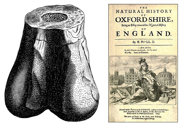 The cover of Robert Plot's Natural History of Oxfordshire, 1677 (right). Plot's illustration of the lower extremity of the femur dubbed "Scrotum human