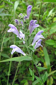 Scutellaria integrifolia.jpg