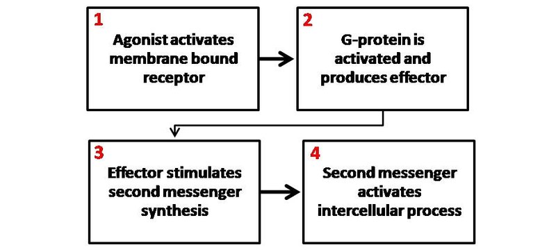 File:Second Messenger Mechanism.jpg