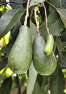 Zwei Früchte vom Habitus Fuerte und eine kleine samenlose Avocadito