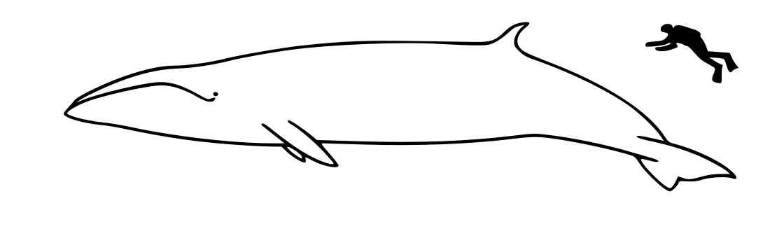 File:Sei whale size.svg