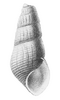 a right handed shell with apex eroded