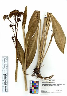 Senecio hydrophiloides (5898569229) .jpg