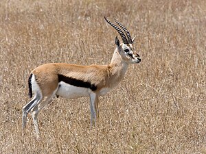 Serengeti Thomson-Gazelle1.jpg