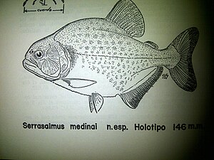 Drawing of the holotype of Serrasalmus medinai